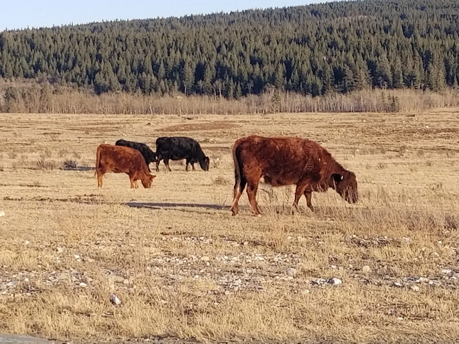 Guest photo by David Schoenberg at Stoney Nakoda Resort & Casino